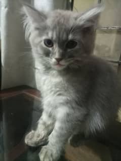 persian kitten pair for sale