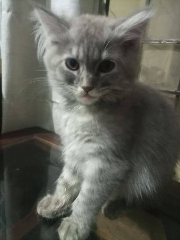 persian kitten pair for sale 0