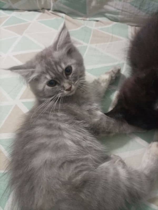 persian kitten pair for sale 2