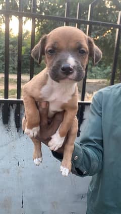 American pitbull terrier puppies