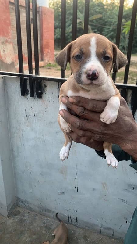 American pitbull terrier puppies 2