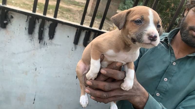 American pitbull terrier puppies 3