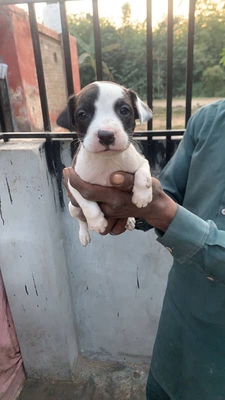 American pitbull terrier puppies 4