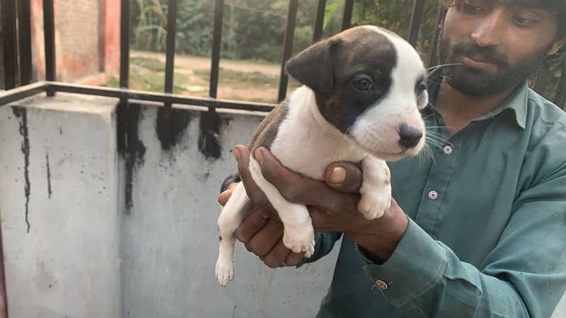 American pitbull terrier puppies 5