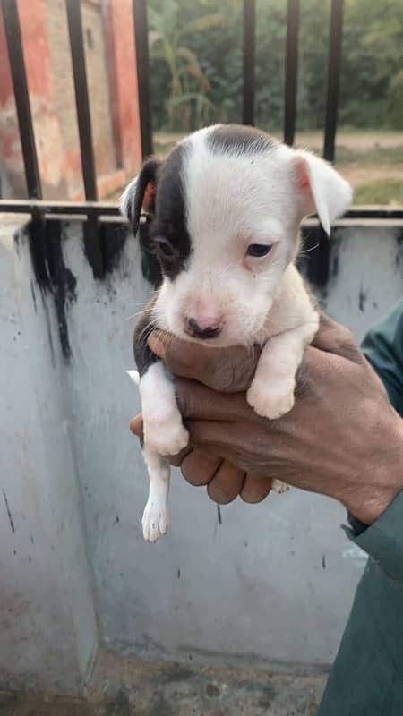 American pitbull terrier puppies 6