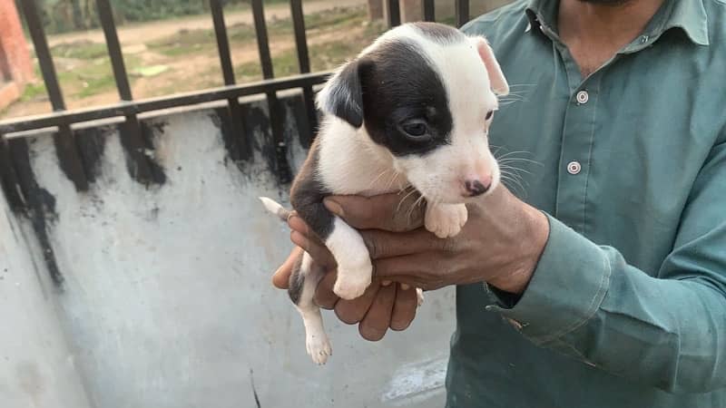 American pitbull terrier puppies 7