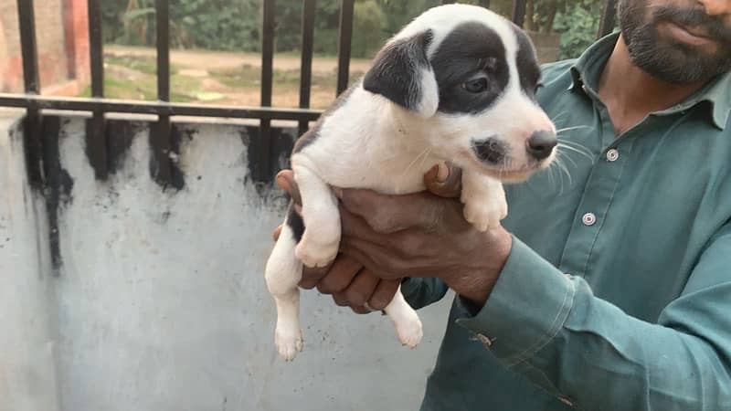 American pitbull terrier puppies 8