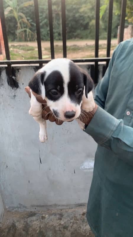 American pitbull terrier puppies 9