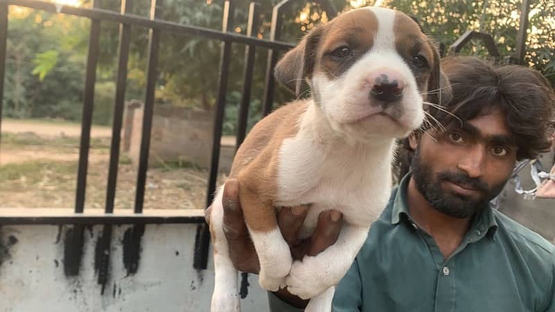 American pitbull terrier puppies 10