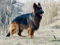 German shepherd for stud only