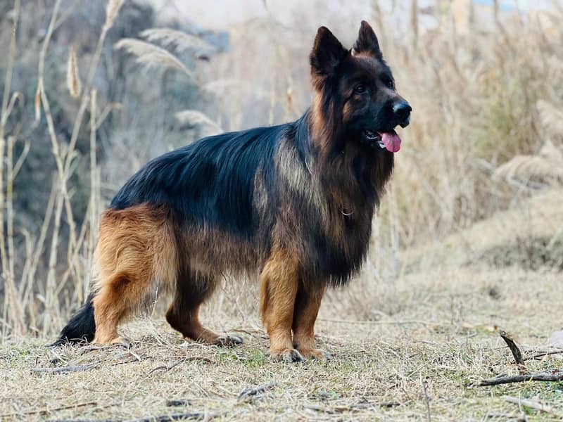 German shepherd for stud only 0