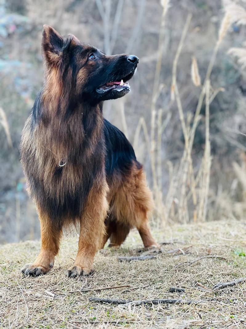 German shepherd for stud only 1