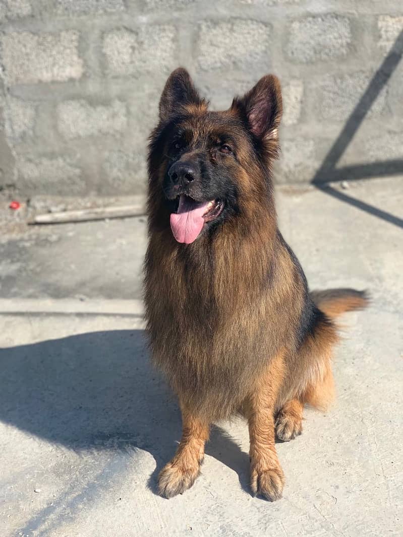 German shepherd for stud only 2