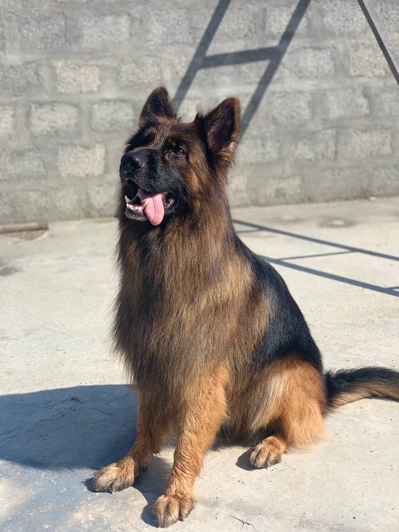 German shepherd for stud only 3