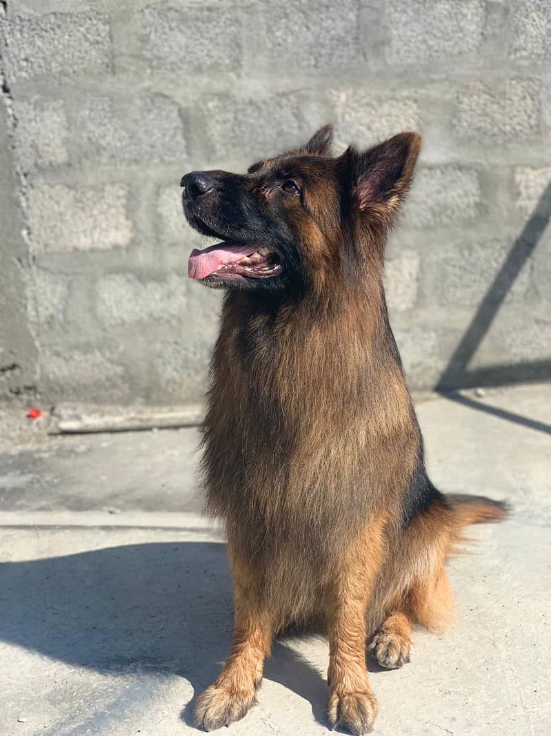 German shepherd for stud only 4