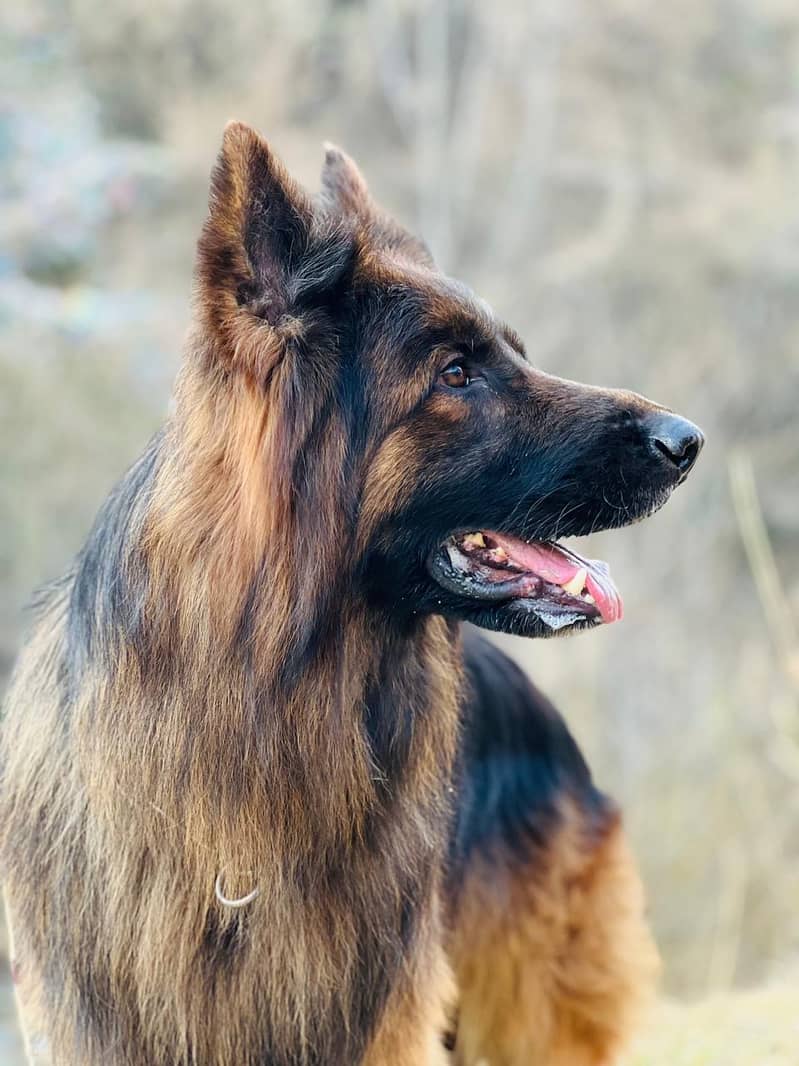 German shepherd for stud only 5