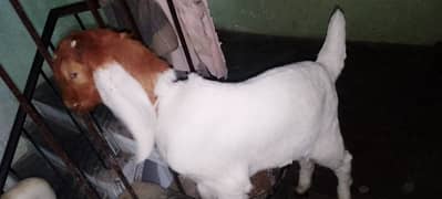 bakra