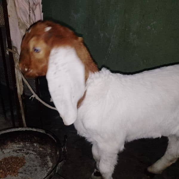 bakra Goat, gulabi or kamori cross 1