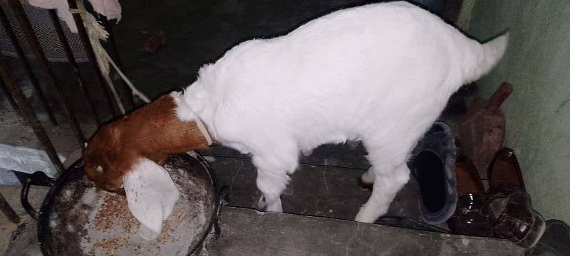 bakra Goat, gulabi or kamori cross 2