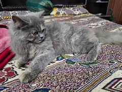 Grey Persian Kitten