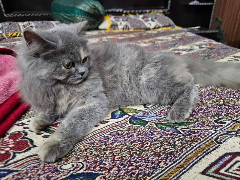 Grey Persian Kitten 0