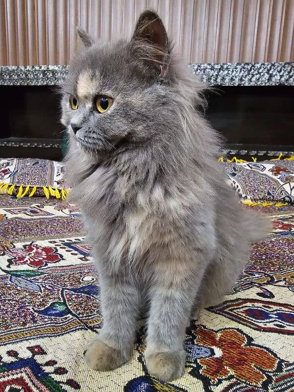 Grey Persian Kitten 2