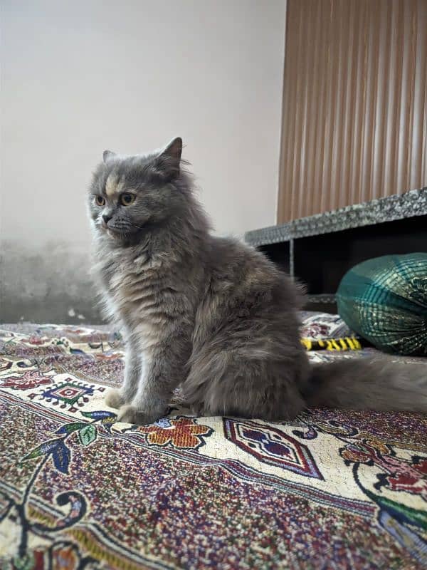 Grey Persian Kitten 3