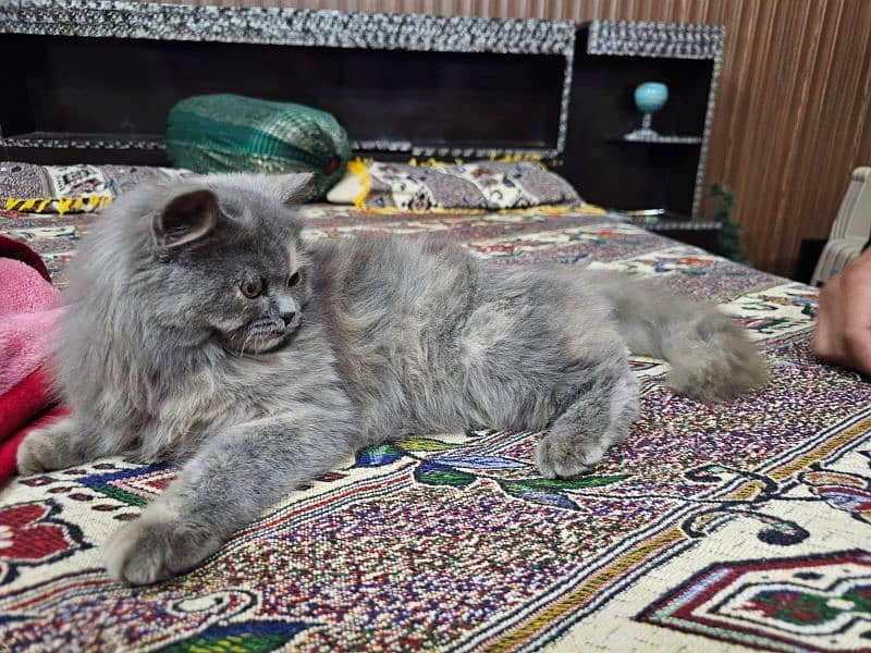 Grey Persian Kitten 4