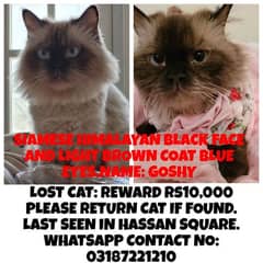 lost cat please help me find it