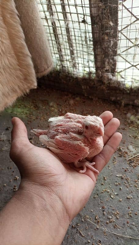 cocktail chicks cockatiels Eno red eye white parrot hand tame read Add 1