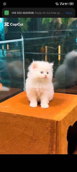 Persian cat for sale male or female my WhatsApp 0323=00=97=122 1