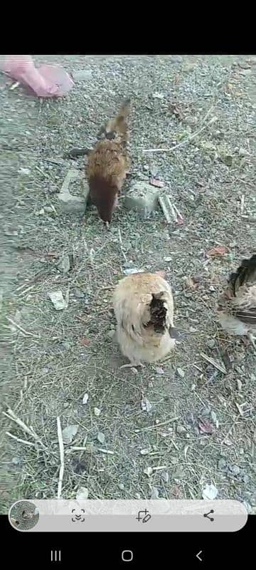 golden misri RIR laying hens 5