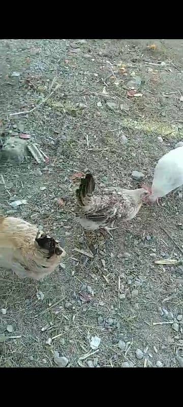 golden misri RIR laying hens 8