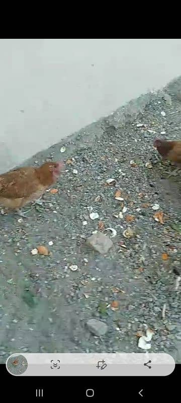 golden misri RIR laying hens 10