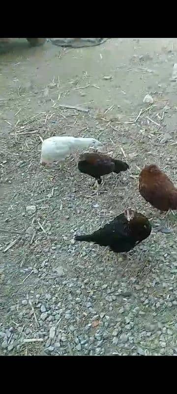 golden misri RIR laying hens 11