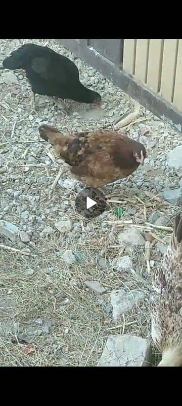 golden misri RIR laying hens 13