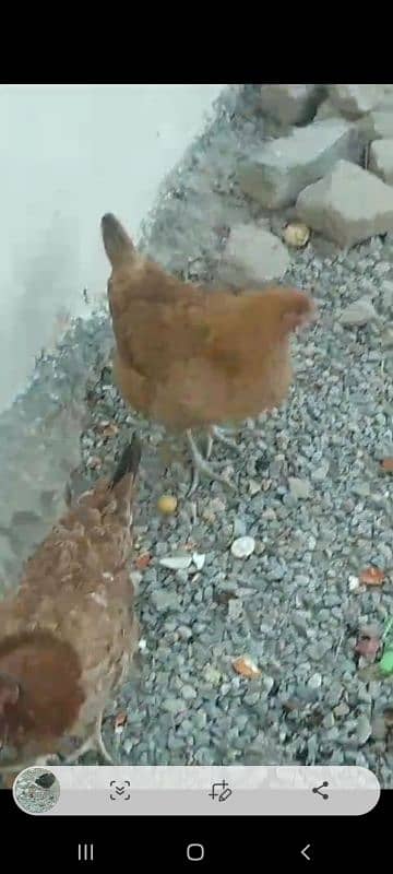 golden misri RIR laying hens 15