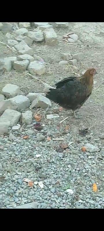 golden misri RIR laying hens 16