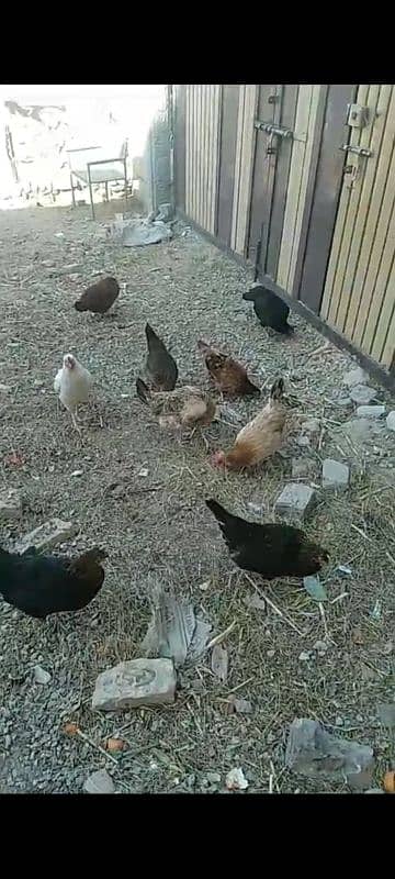 golden misri RIR laying hens 17