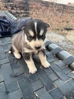 Siberian Husky