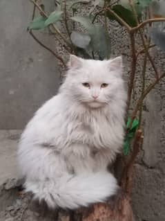 Triple coated Persian cat