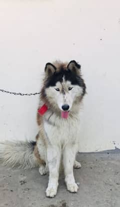 10 months Husky Male for sale urgent