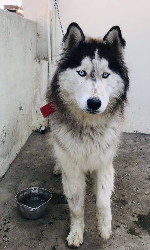 10 months Husky Male for sale urgent 1