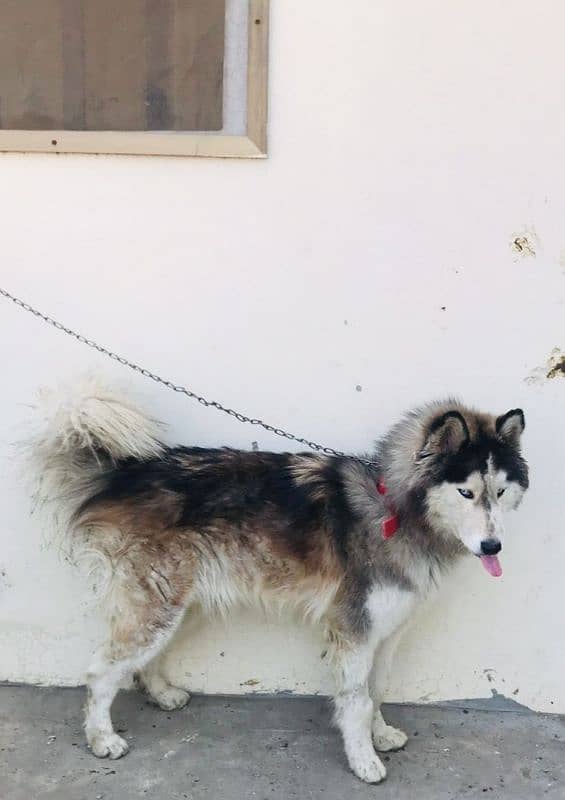 10 months Husky Male for sale urgent 2