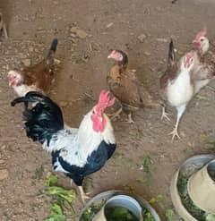 dhandarvi  buttercup  buff  amerucana hen