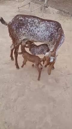 Makha Cheeni Goat/ Bakri with Newborn Kids for Sale Near Talagang