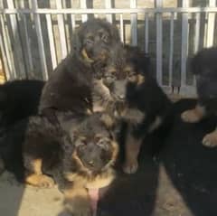 German shepherd Long Coat Male & Female  For Sale 03287625932WhatsApp