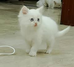 Persian kittens pair/white cat/triple coated/cute kitty/ high quality