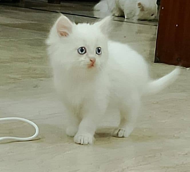 Persian kittens pair/white cat/triple coated/cute kitty/ high quality 0