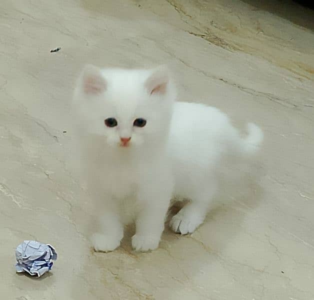 Persian kittens pair/white cat/triple coated/cute kitty/ high quality 1